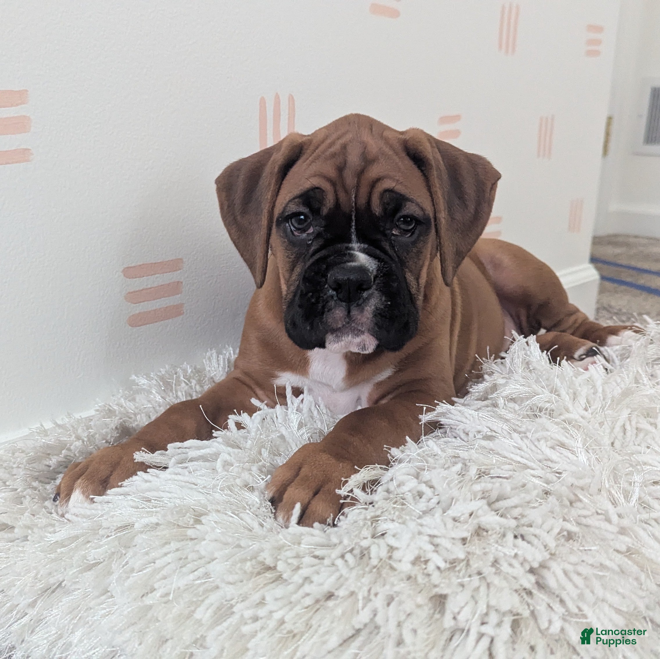Boxer dogs Sienna - Ad 1