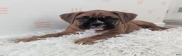 Boxer dogs for sale: Sienna - Ad 4