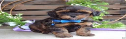 Shihpoo dogs for sale: Sterling  - Ad 4