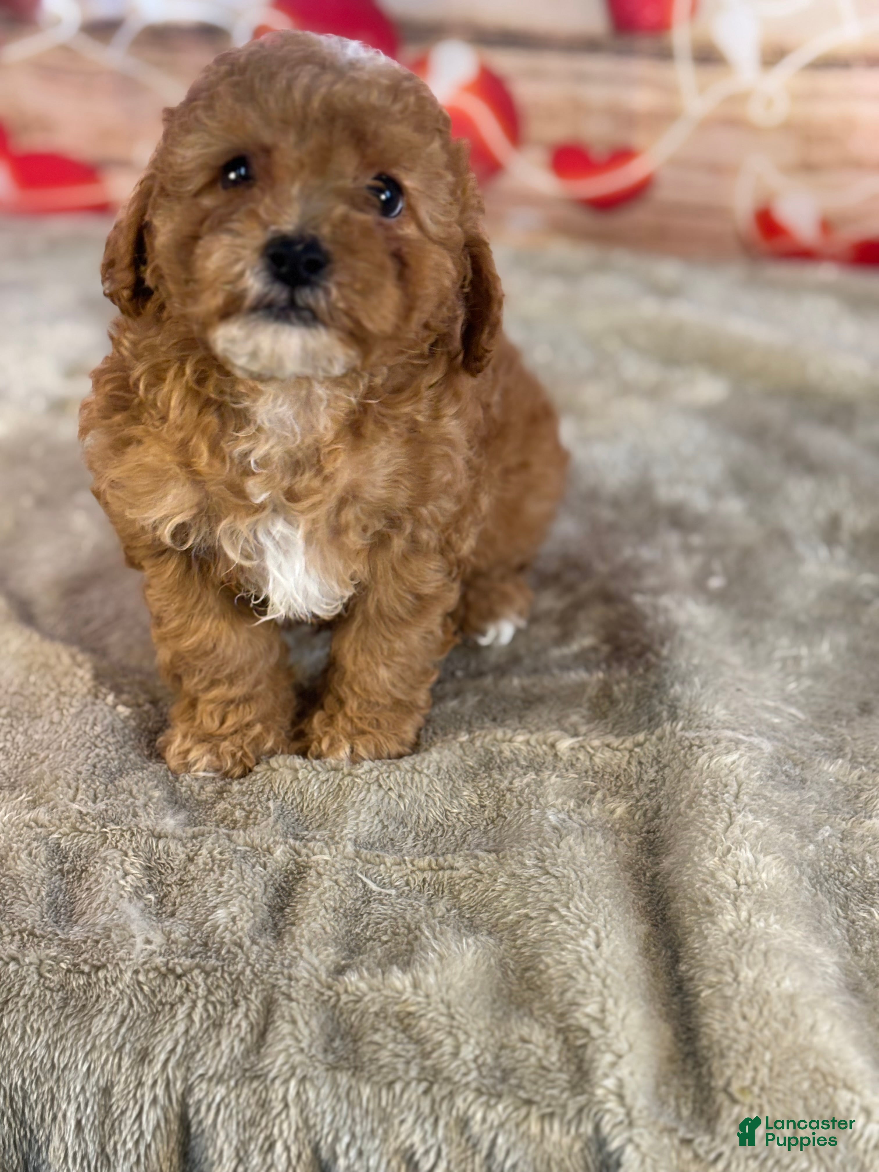 Cavapoo dogs Mason - Ad 1