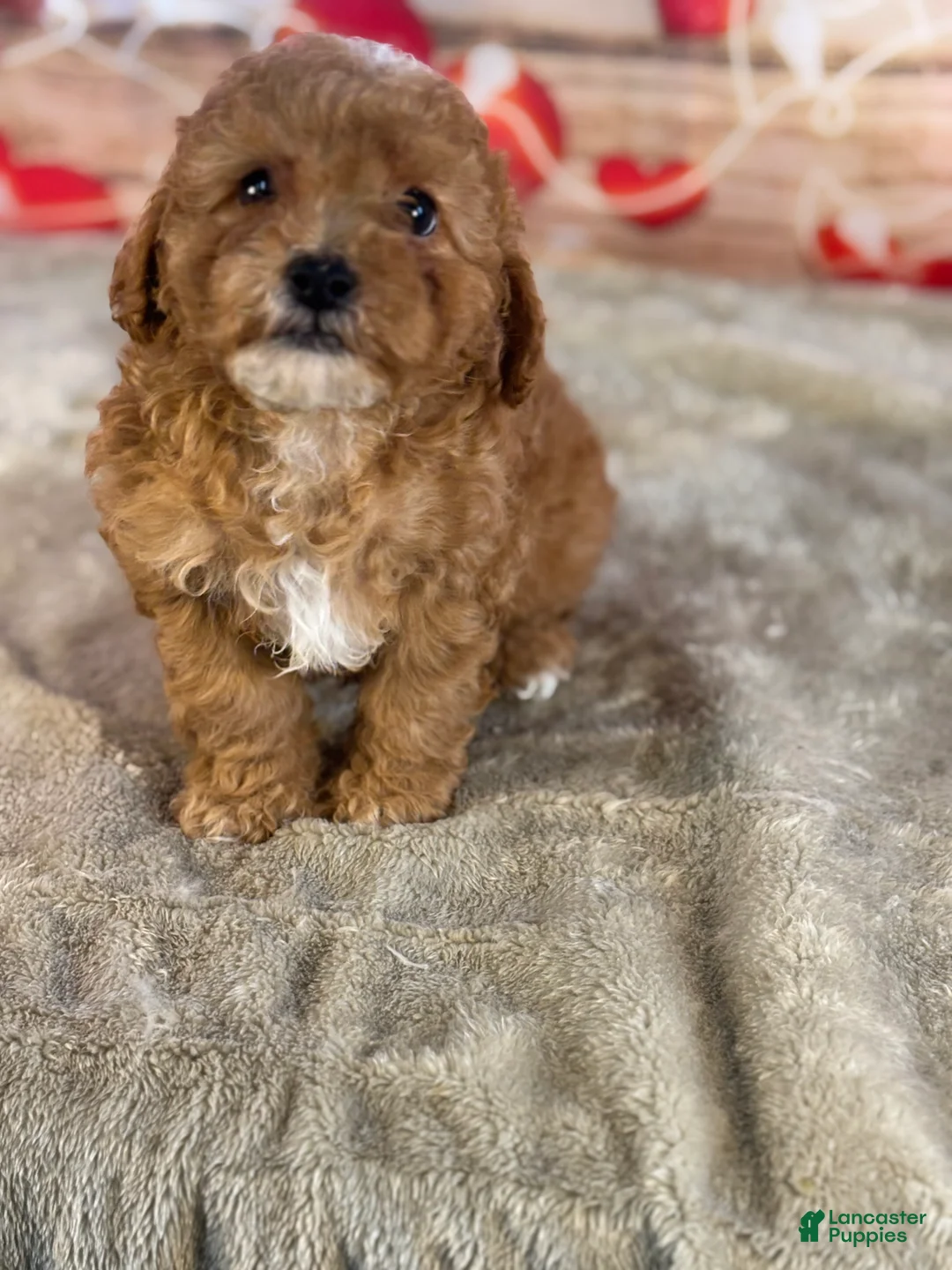 Cavapoo dogs for sale: Mason - Ad 1