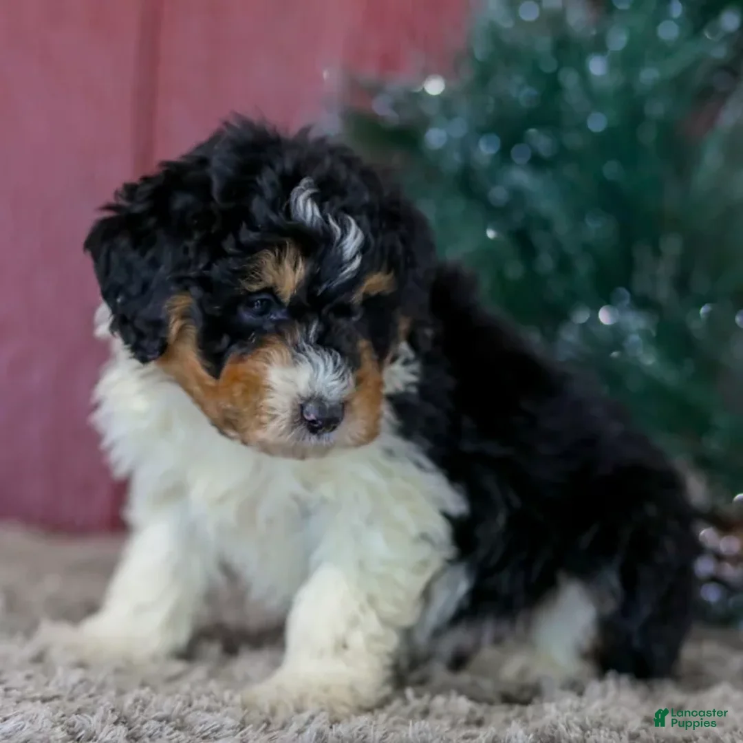 Mini Aussiedoodle dogs for sale: Sam - Ad 5