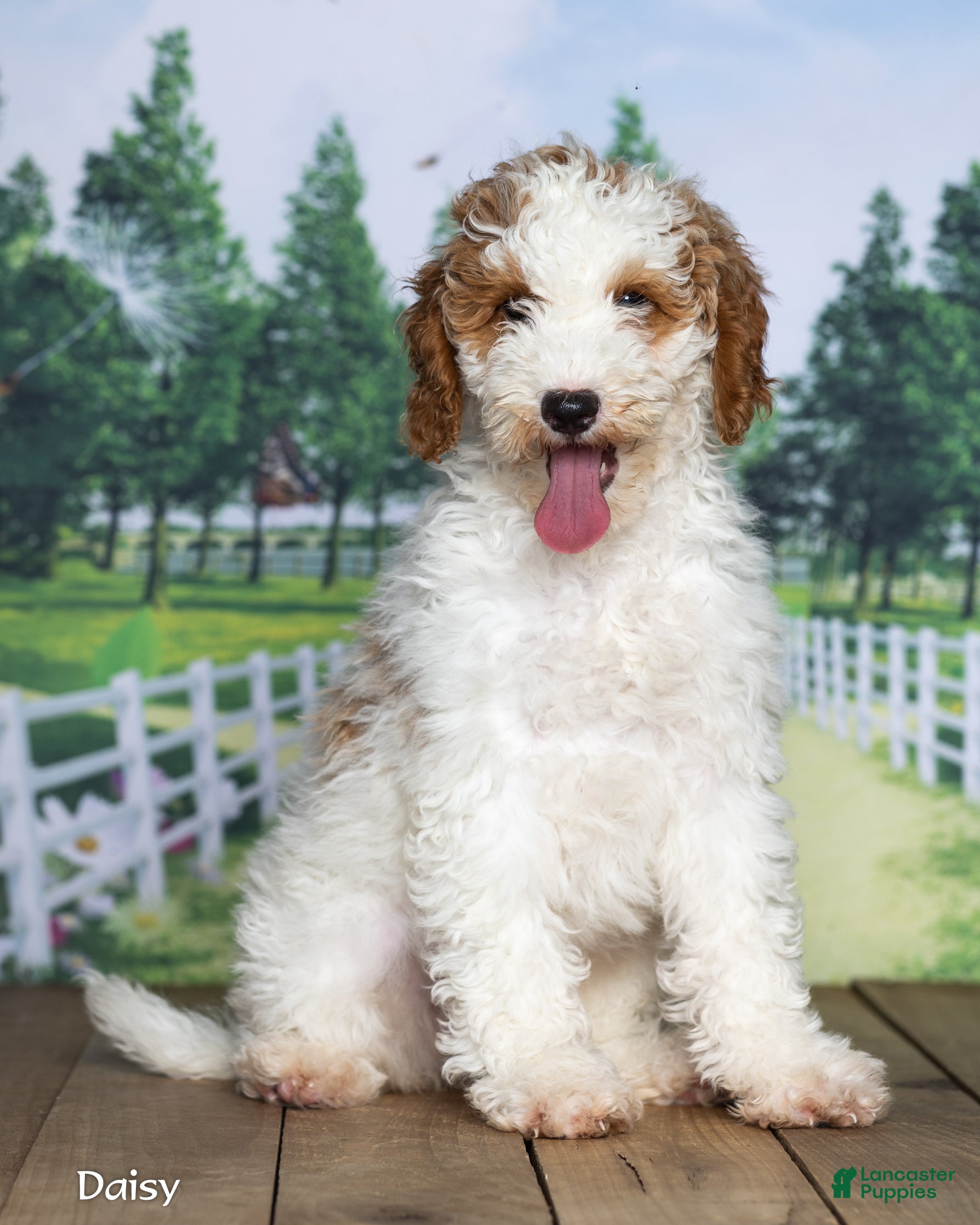 Mini Goldendoodle dogs Daisy - Ad 2