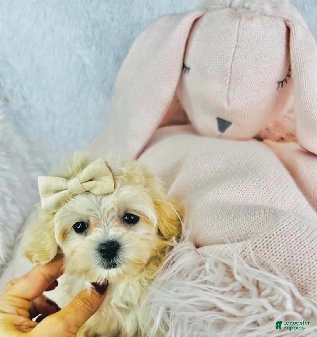 Miniature Poodle dogs for sale: Miniature Poodle Puppy 2 - Ad 3