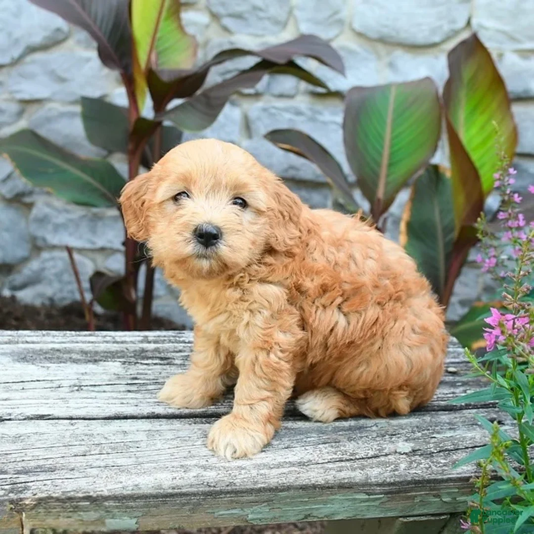 Mini Goldendoodle dogs for sale: Baxton - Ad 2