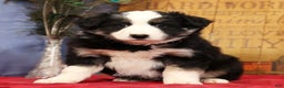 Miniature Australian Shepherd dogs for sale: Buster - Ad 1