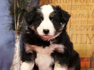 Miniature Australian Shepherd dogs Buster - Ad 29