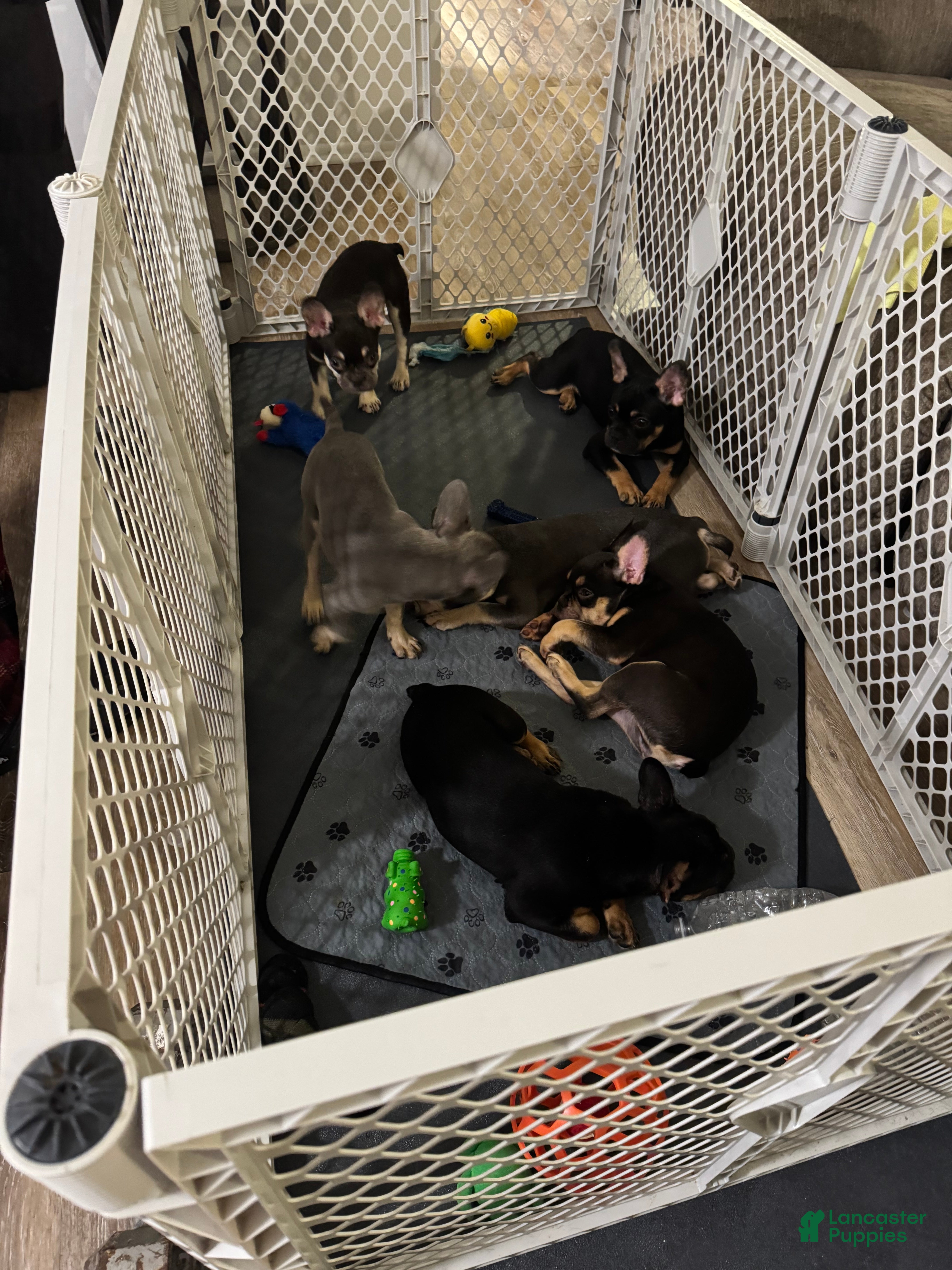 French Bulldog dogs Grayson - Ad 2