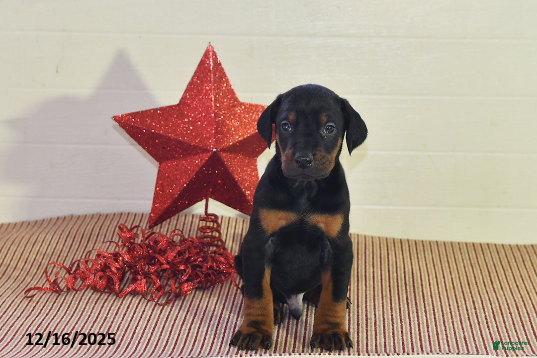 Doberman Pinscher dogs for sale: Chase - Ad 4