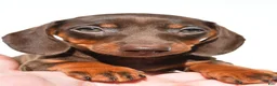 Dachshund dogs for sale: Indie - Ad 4