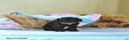 Cavapoo dogs for sale: Bella Mia - Ad 3