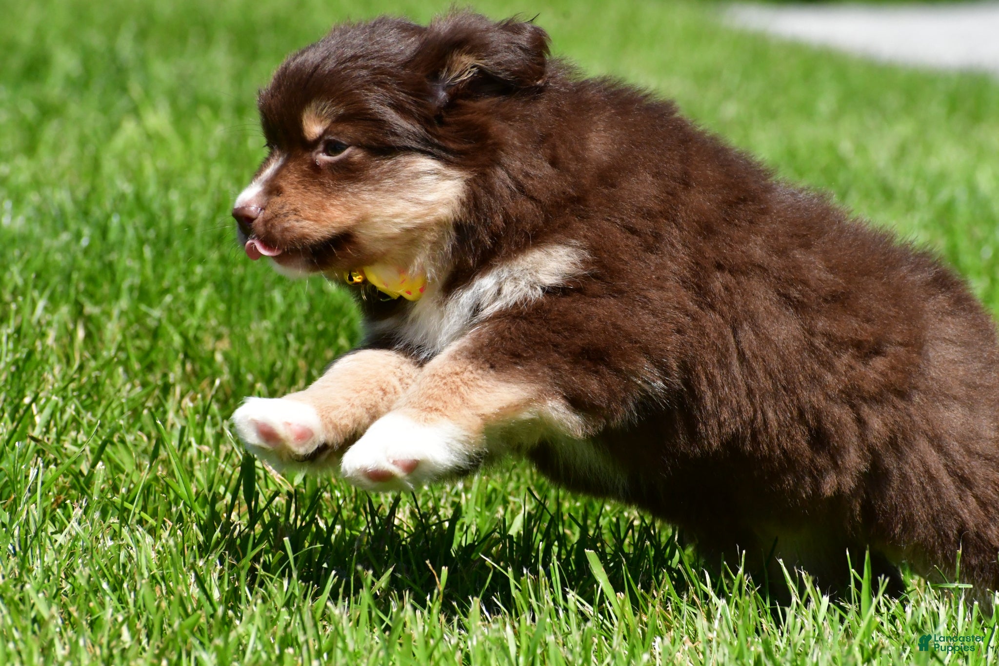 Miniature Australian Shepherd dogs for sale: Bessie - Ad 8