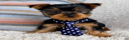 Yorkshire Terrier dogs for sale: Ollie - Ad 2