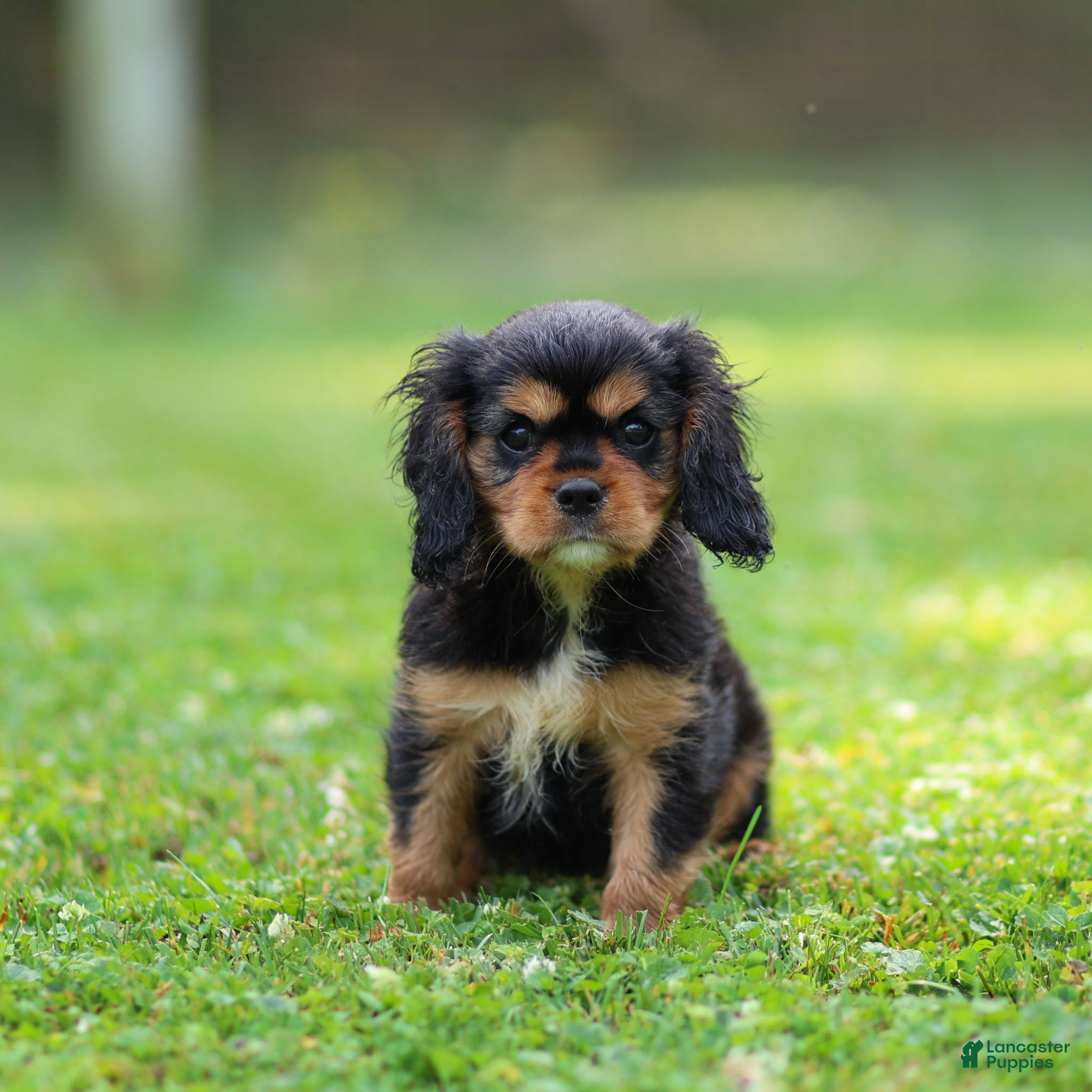 Cavalier King Charles Spaniel dogs Mickey Cavalier King Charles Spaniel  - Ad 1