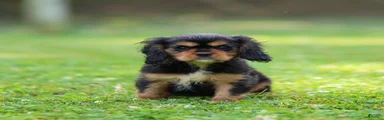 Mickey Cavalier King Charles Spaniel 