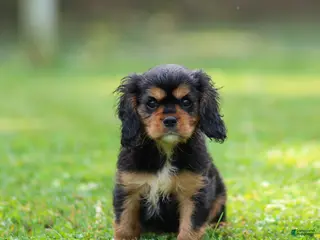 Cavalier King Charles Spaniel dogs for sale: Mickey Cavalier King Charles Spaniel - Ad 4