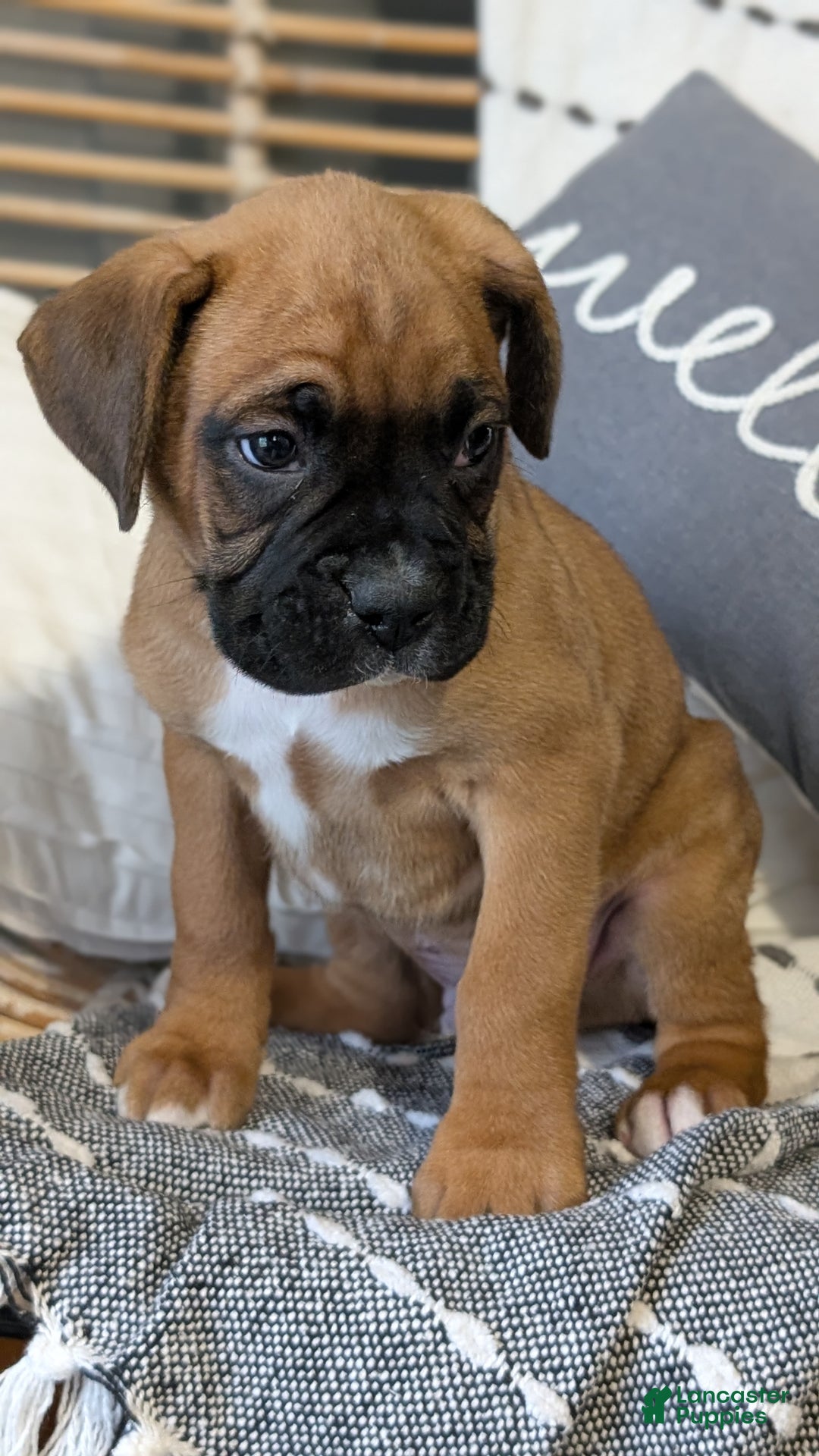 Boxer dogs for sale: Hendrix - Ad 6