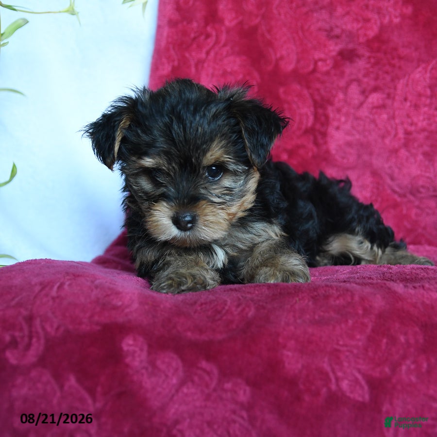Yorkshire Terrier dogs Avangeline - Ad 2