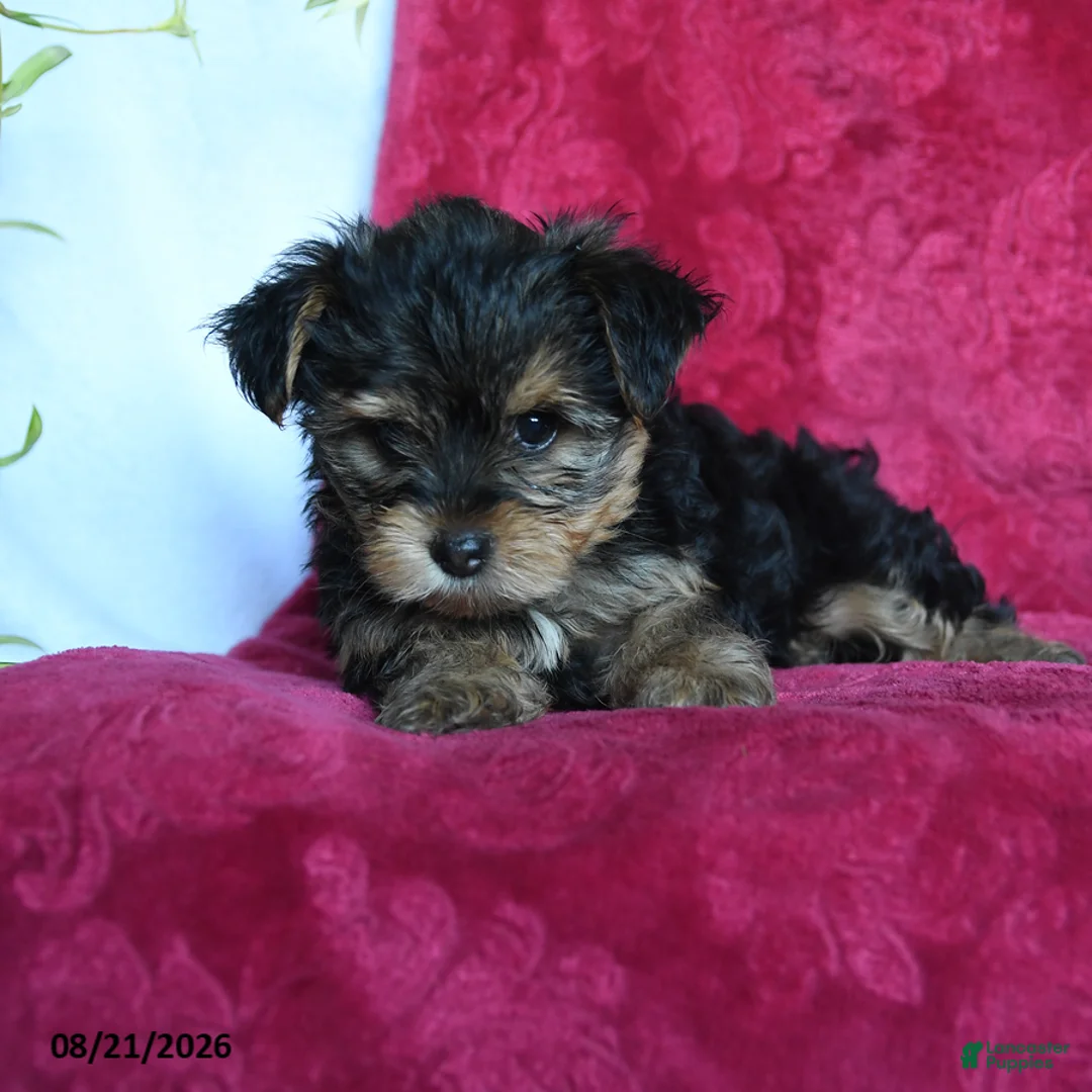Yorkshire Terrier dogs for sale: Avangeline - Ad 2