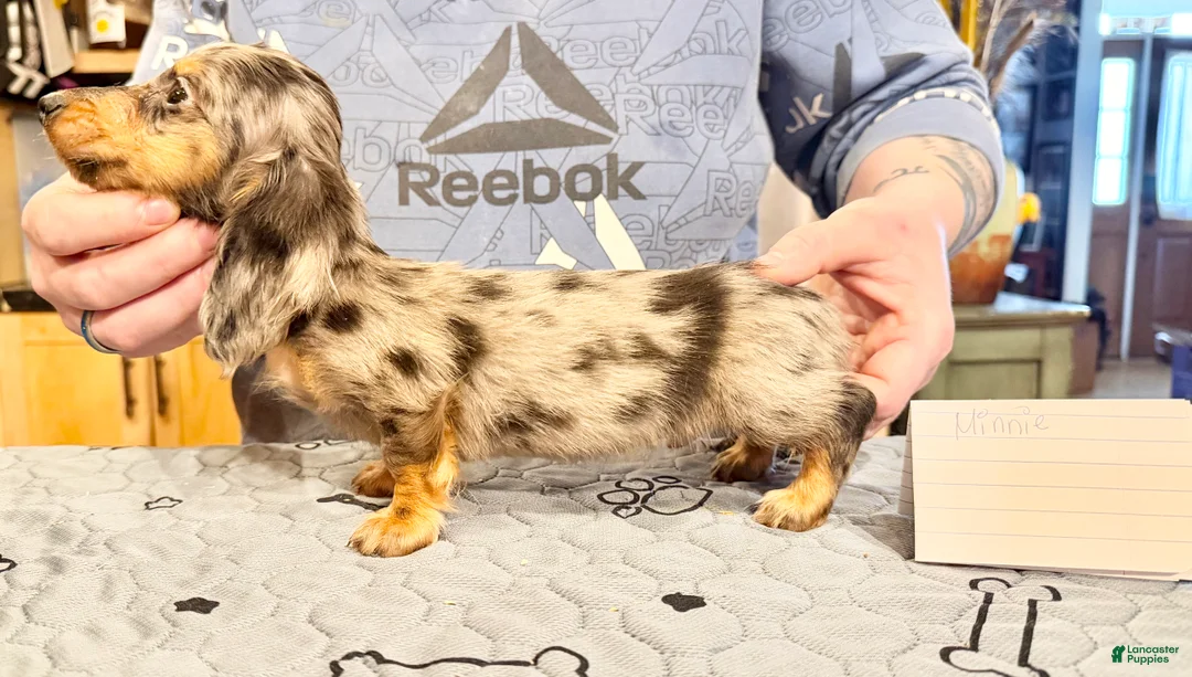 Miniature Dachshund dogs for sale: AKC Russian- Pra clear - Ad 2