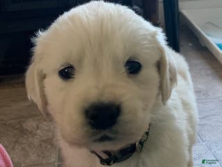 Goldador dogs Frenchie - Ad 11