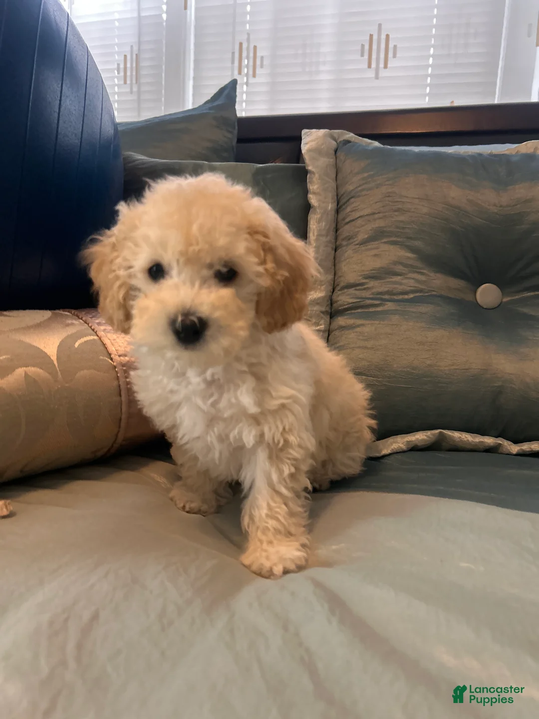 Maltipoo dogs for sale: Maltipoo Puppy 1 - Ad 1