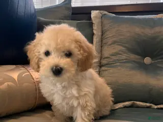 Maltipoo dogs Maltipoo Puppy 1 - Ad 12