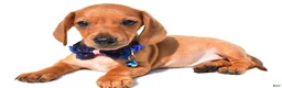Miniature Dachshund dogs for sale: Jet - Ad 2