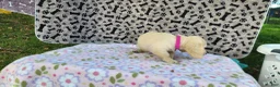 Miniature Dachshund dogs for sale: Berry - Ad 7