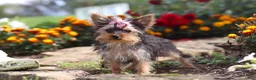 Yorkshire Terrier dogs for sale: Fiona - Ad 1