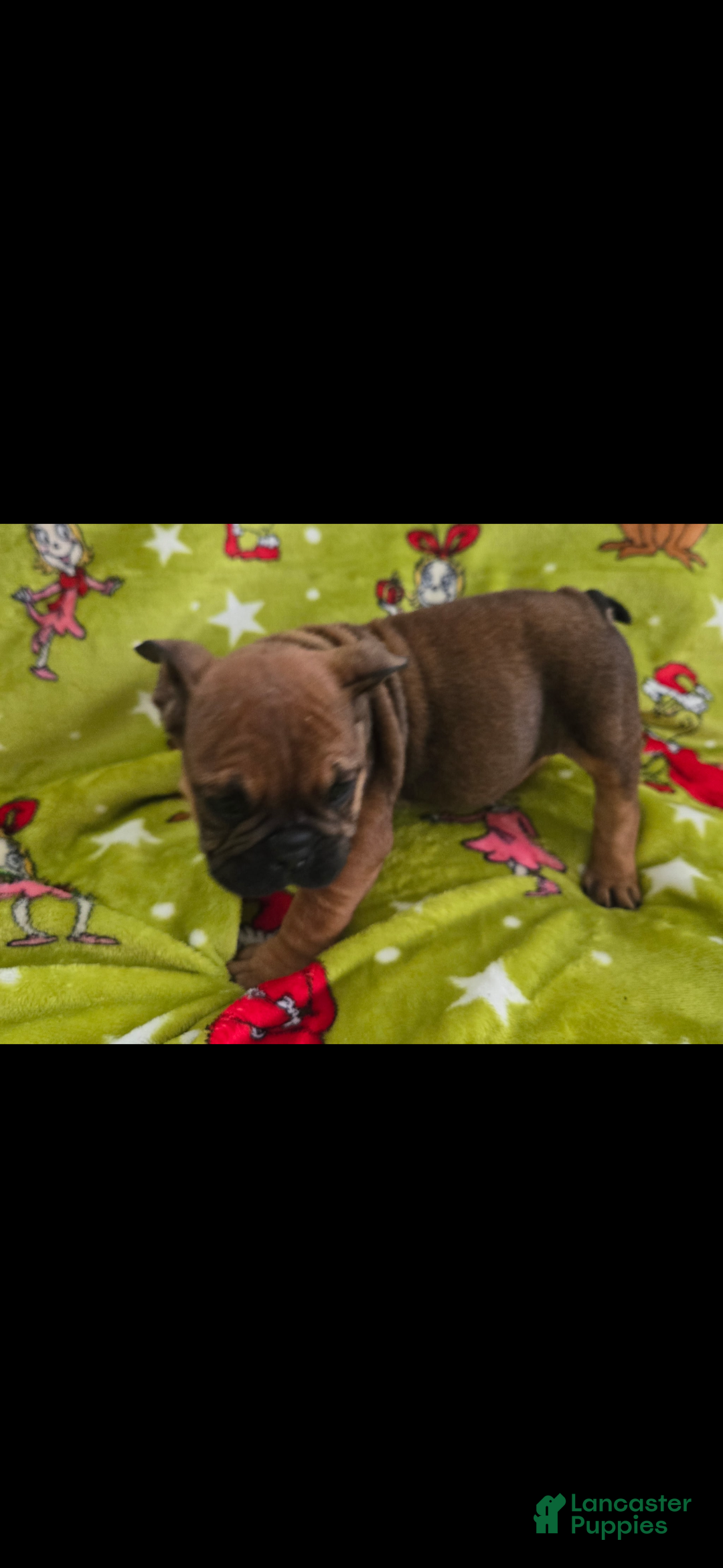 English Bulldog dogs for sale: Lucy - Ad 8
