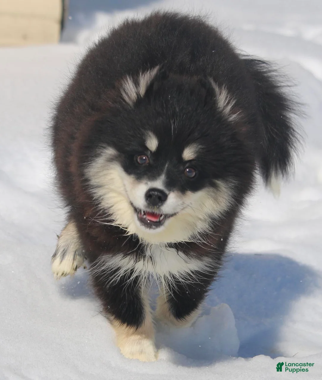 Pomsky dogs for sale: Pomsky Puppy 1 - Ad 1