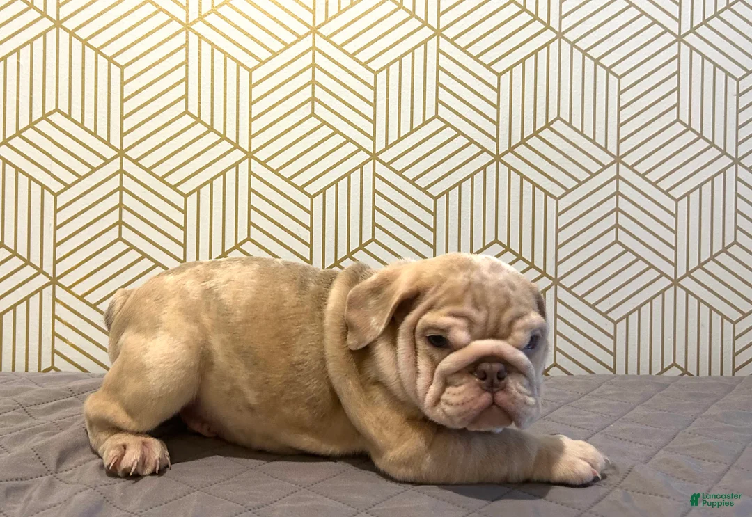 English Bulldog dogs for sale: River - Ad 7