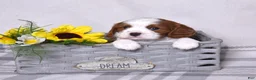 Cavalier King Charles Spaniel dogs for sale: Copper  - Ad 7