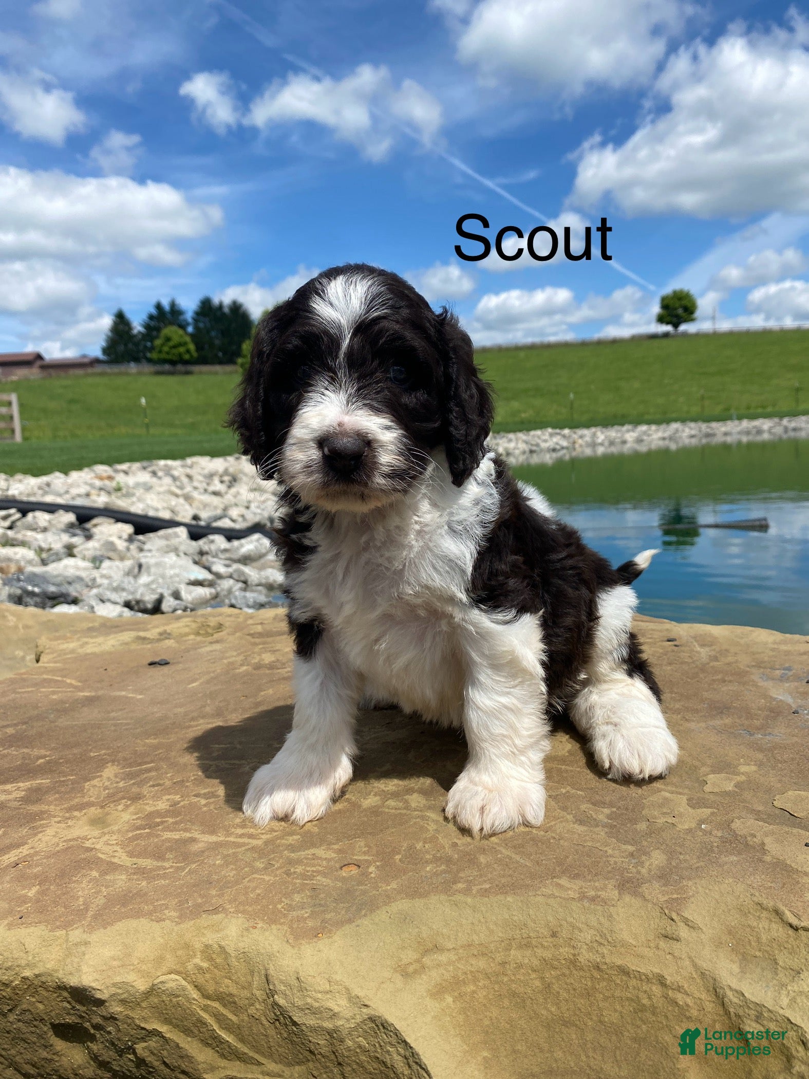 Labradoodle dogs F1bb Scout - Ad 1