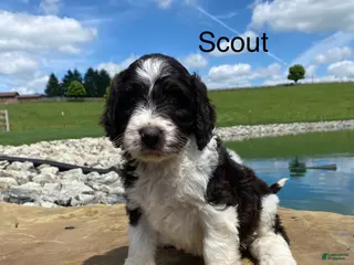 Labradoodle dogs for sale: F1bb Scout - Ad 4