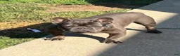 French Bulldog dogs for sale: SAINT LAURENT - Ad 3