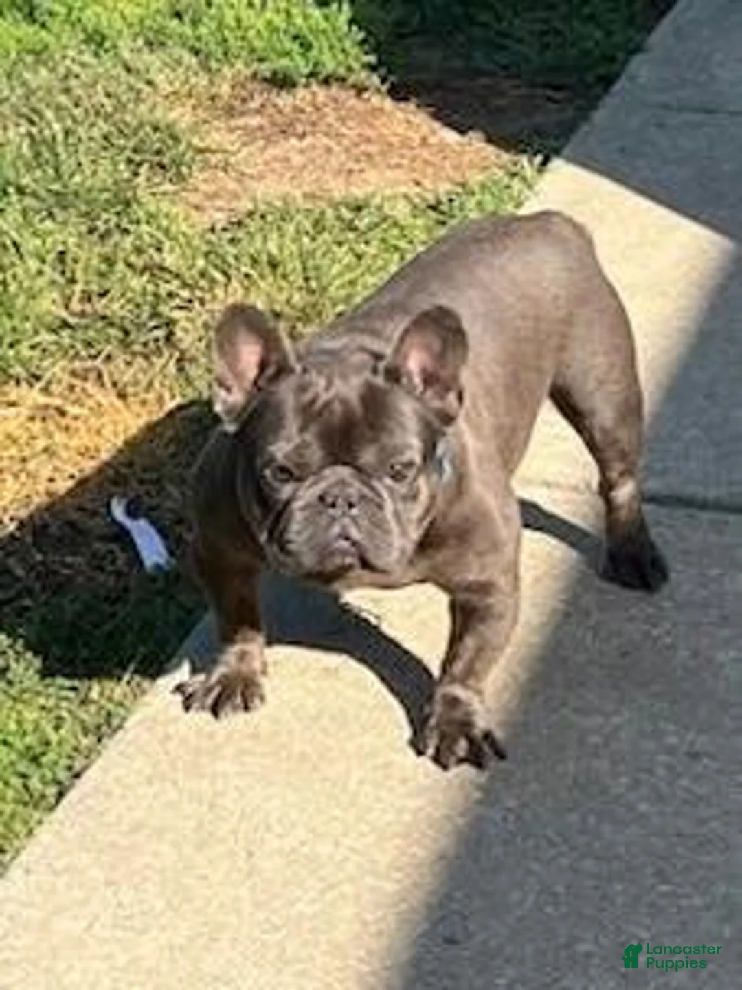 French Bulldog dogs for sale: SAINT LAURENT - Ad 3