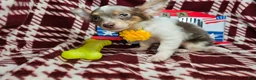Chihuahua dogs for sale: Ali Babba (long-hair) - Ad 8