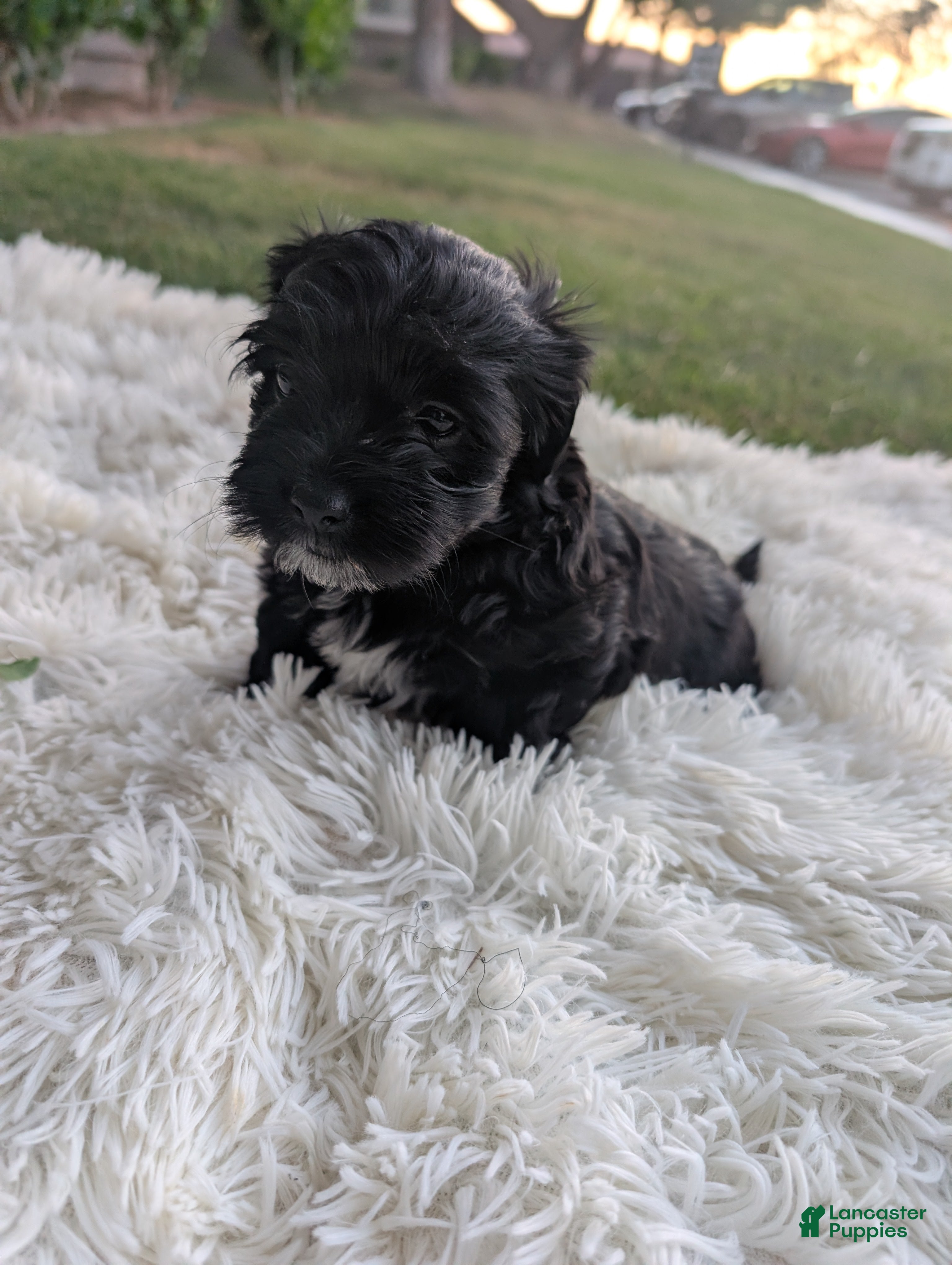 Mixed Breed dogs Mixed Breed 6 - Ad 32