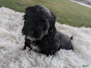 Mixed Breed dogs Mixed Breed 6 - Ad 32