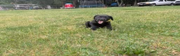 Labrador Retriever dogs for sale: Black Female (Yellow) - Ad 9