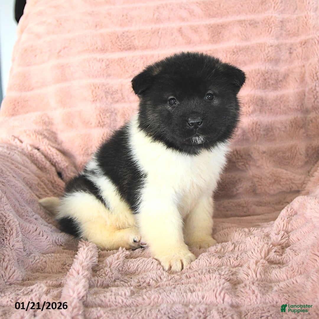 Akita dogs for sale: Falcon - Ad 1