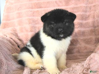 Akita dogs Falcon - Ad 2