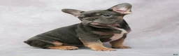 French Bulldog dogs for sale: Grace - Ad 5