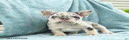 French Bulldog dogs for sale: Diamond  - Ad 5