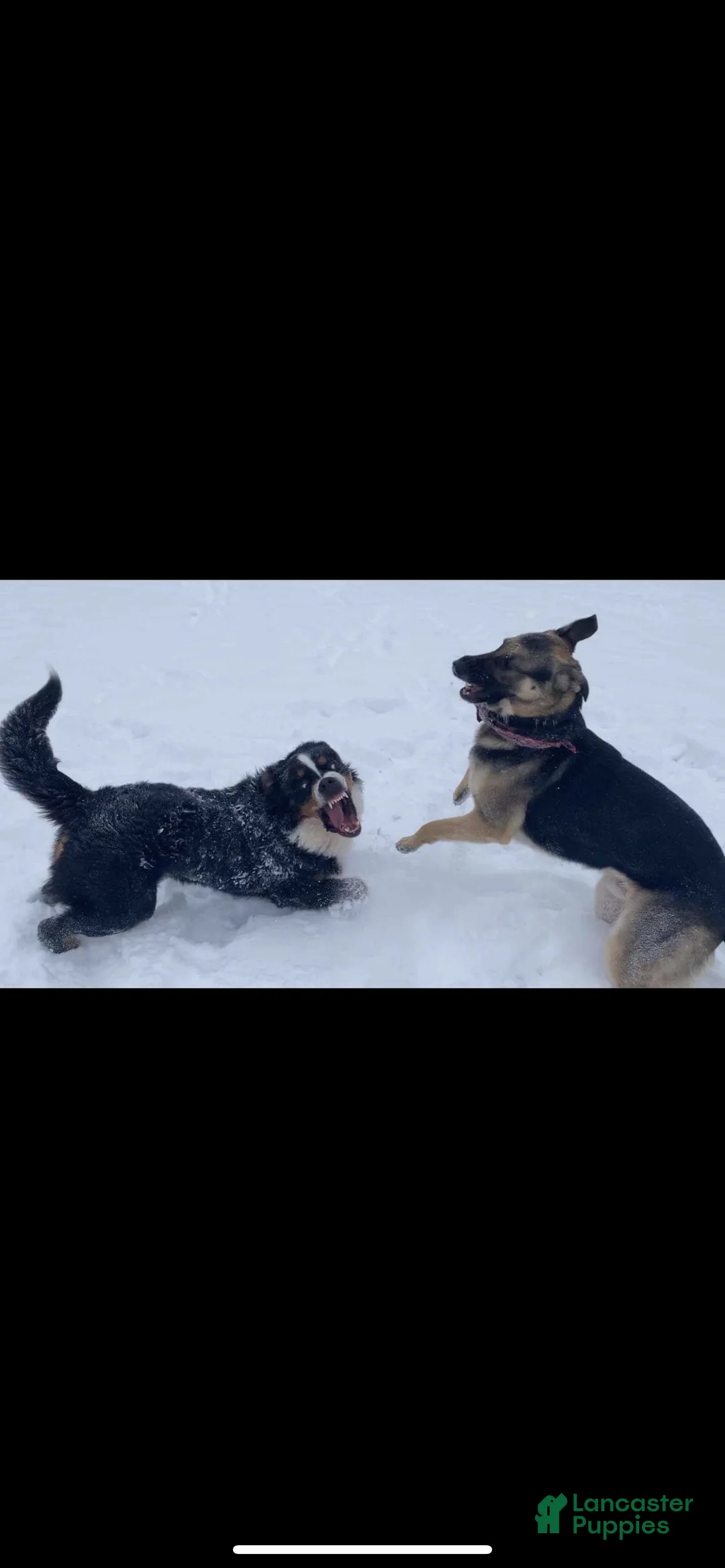 Bernese Mountain Dog dogs for stud: Winston - 7 ( STUD ) PICK OF THE LITTER - Ad 2