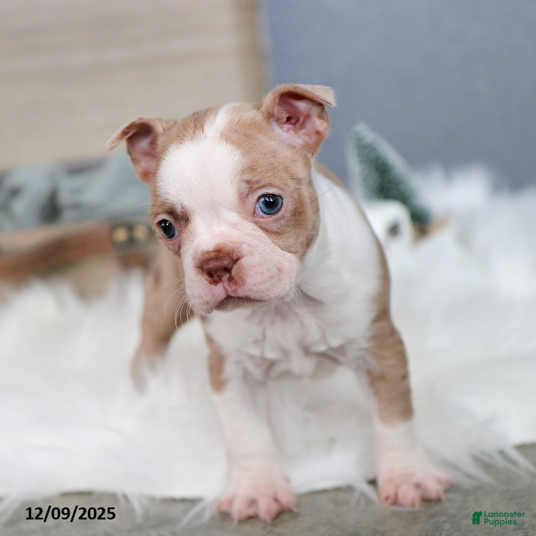 Boston Terrier dogs for sale: Pixie - Ad 4