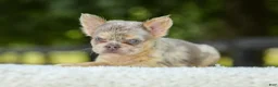 French Bulldog dogs for sale: Lacy - Ad 7