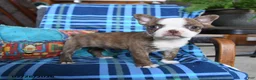 Boston Terrier dogs for sale: Question - Ad 2